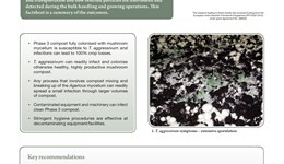 Mush TV - Understanding Trichoderma aggressivum in Bulk Phase 3 compost